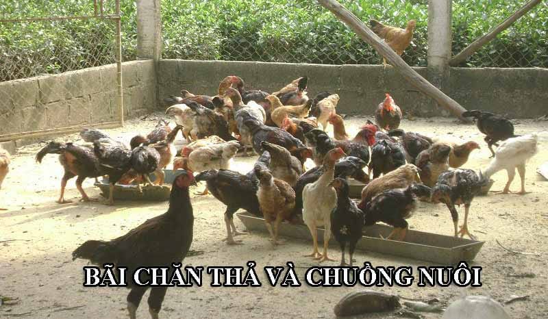 Chuồng trại và bãi chăn thả cho gà thả vườn rất quan trọng