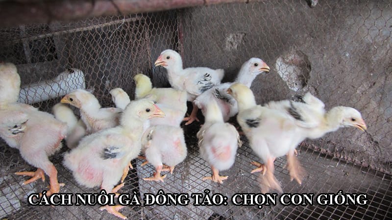 Con giống tốt thì nuôi mới hiệu quả, đạt chất lượng