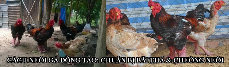 Bãi thả và chuồng nuôi gà Đông Tảo cần chuẩn bị đúng kỹ thuật