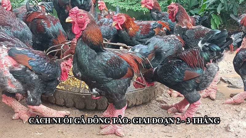 Nuôi gà từ 2 - 3 tháng tuổi cần đa dạng thức ăn