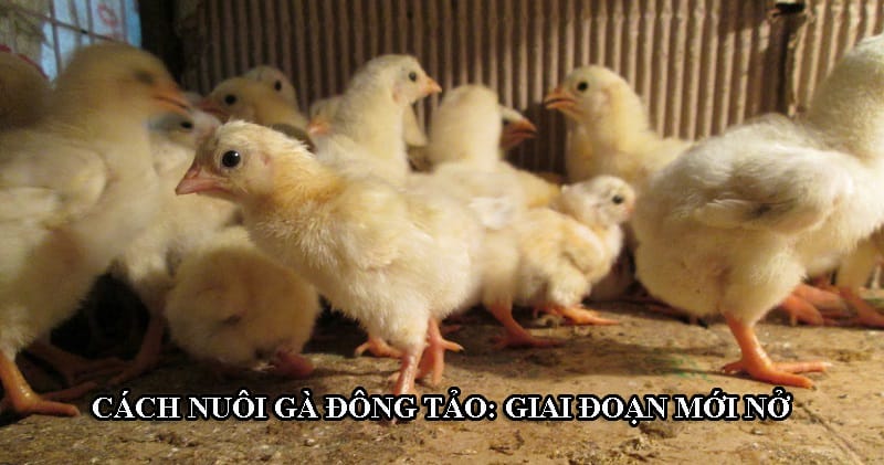 Gà Đông Tảo con mới nở cần được úm cả ngày và đêm