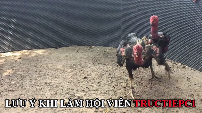 Để đăng ký làm hội viên Tructiepc1, mọi ngưới chú ý một vài điểm