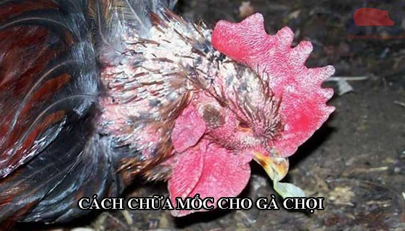 Chữa bệnh mốc cho gà chọi có thể theo cách dân gian hoặc dùng thuốc tây