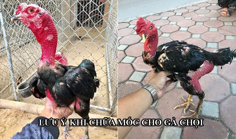 Các lưu ý khi chữa bệnh mốc ở gà chọi