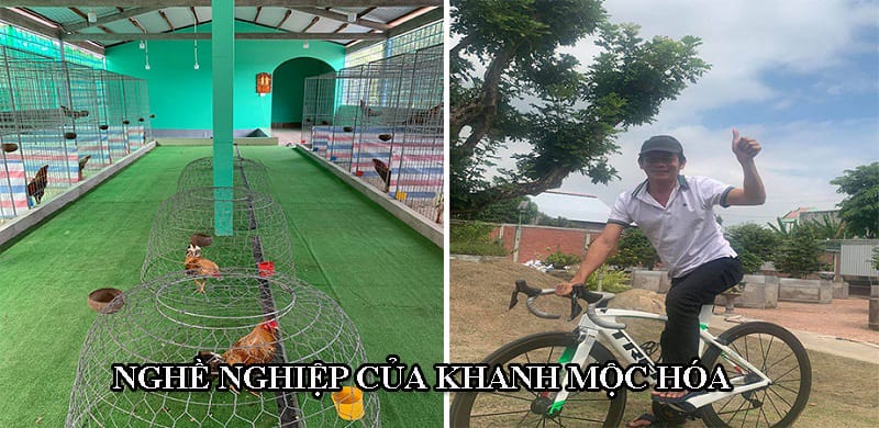 Anh Khanh là sư kê, chủ trang trại chuyên nuôi, chăm sóc, cung cấp gà chọi