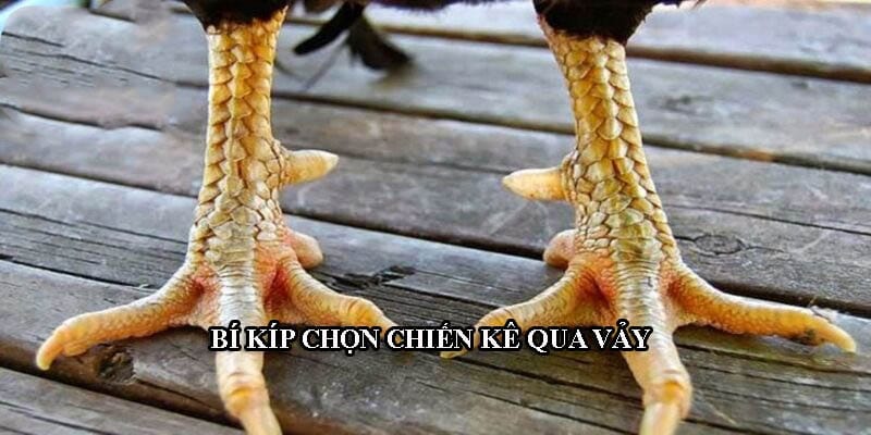 Bí kíp chọn chiến kê qua vảy