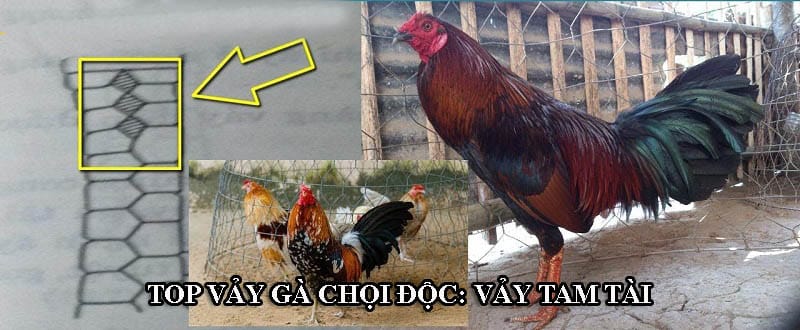 Gà chọi có vảy tam tài được nhiều sư kê săn lùng