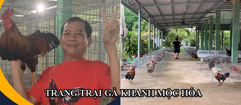 Trang trại gà của anh Khanh