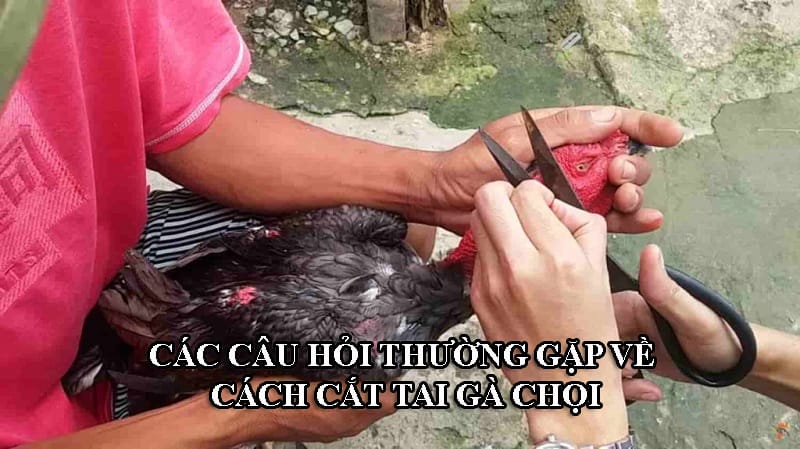 Các câu hỏi về cắt tai gà chọi