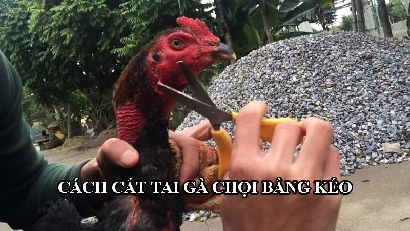 Cắt tai gà chọi bằng kéo