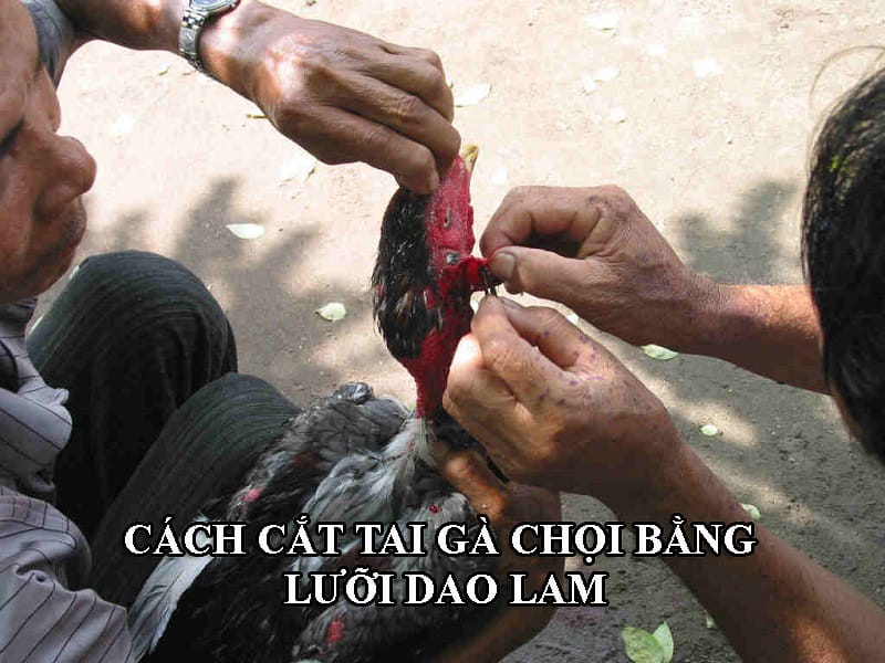 Dùng dao làm cắt tai gà chọi