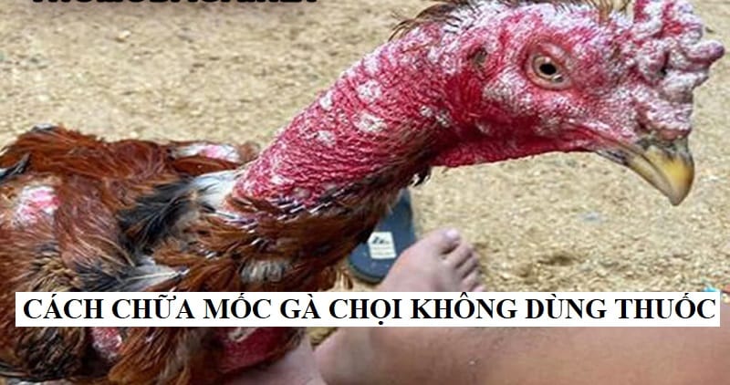 Chữa mốc lác cho gà chọi bằng phương pháp dân gian an toàn, lành tính