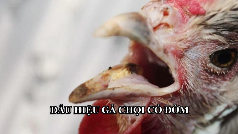 Biểu hiện của gà chọi có đờm cần được vỗ đờm ngay