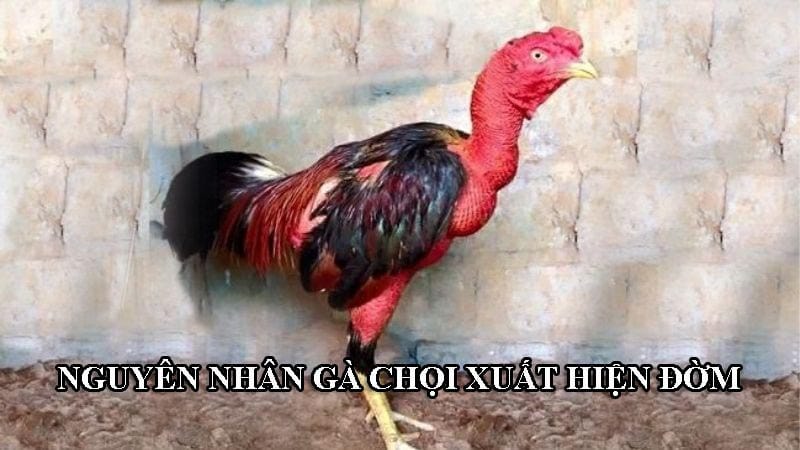 Nhiều nguyên nhân dẫn đến gà chọi xuất hiện đờm trong cổ họng