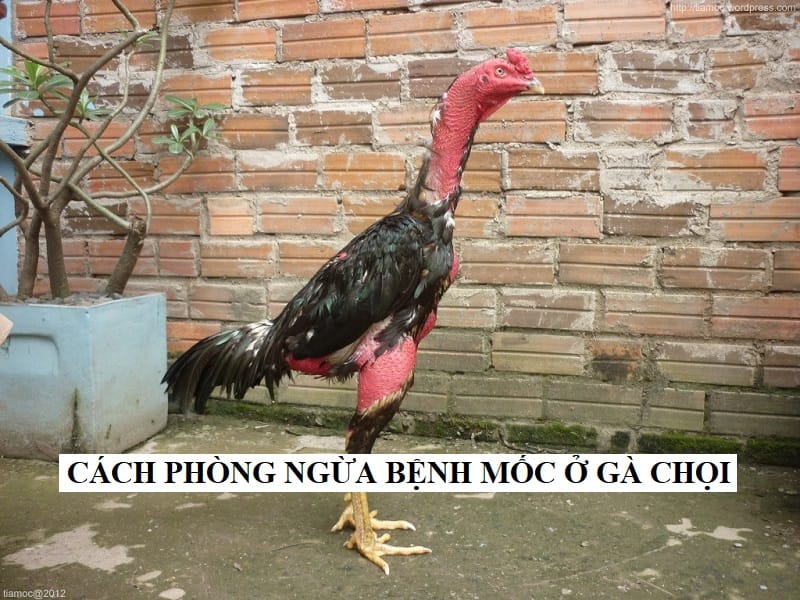 Sư kê cần chủ động phòng bệnh mốc lác cho gà