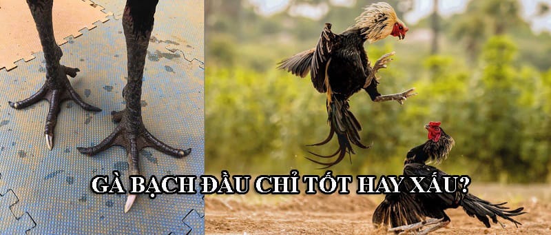 Tùy vào góc nhìn của sư kê mà bạch đầu chỉ tốt hay xấu khác nhau