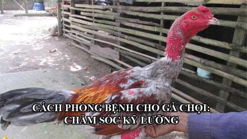 Chăm sóc chiến kê cần kỹ thuật và kinh nghiệm để tăng sức đề kháng, ít bệnh