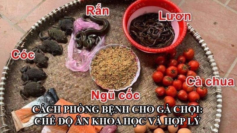 Gà chọi được ăn theo chế độ dinh dưỡng khoa học thì ít khi mắc bệnh