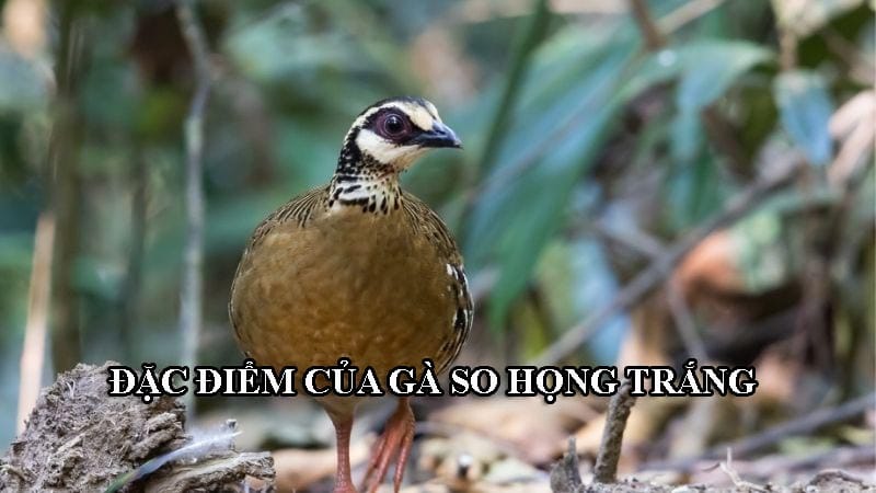 Đặc điểm của gà so có họng trắng