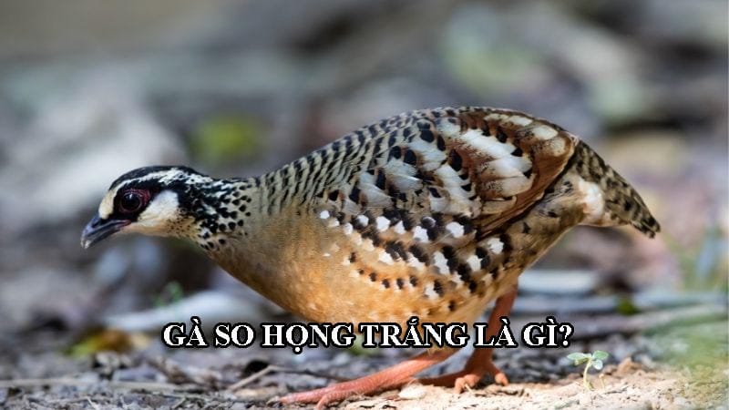 So họng trắng là gà gì?