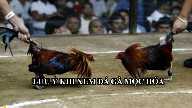 Có 2 lưu ý khi xem đá gà chuyên nghiệp ở Mộc Hóa