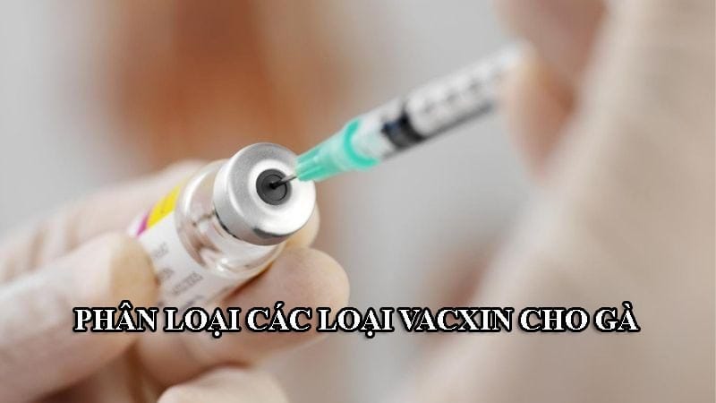 Vacxin cho gà được chia làm hai loại chính là vacxin sống và vacxin chết