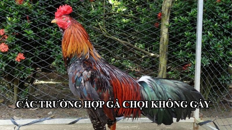 Có 2 trường hợp gà chọi không chịu gáy