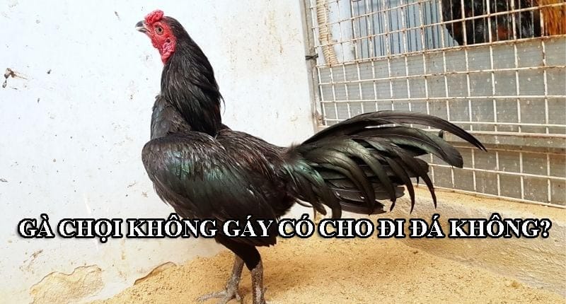 Nhiều sư kê thắc mắc có nên cho gà chọi đi đá khi chúng không gáy không