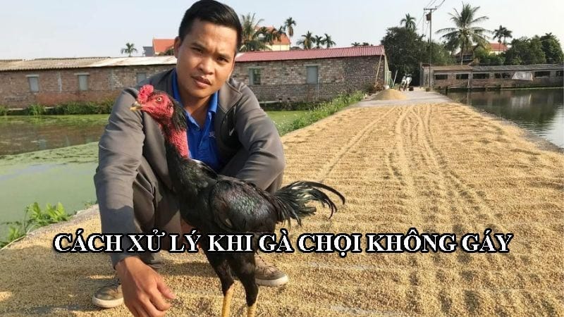 Cách xử lý khi gà chọi không chịu gáy