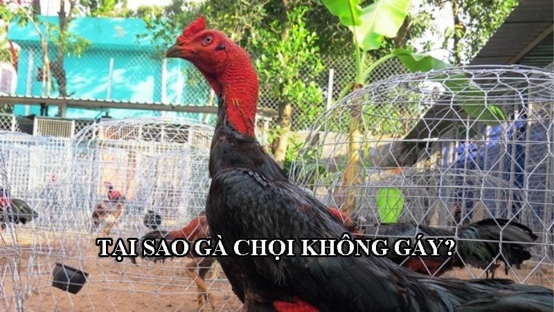 Gà chọi không chịu gáy được xác định bởi nhiều nguyên nhân khác nhau