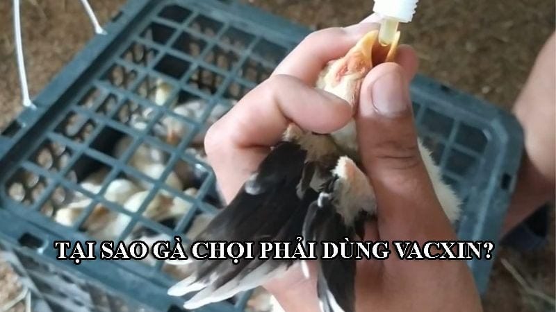  Gà chọi vẫn phải tiêm đầy đủ các loại vacxin để phòng các bệnh nguy hiểm