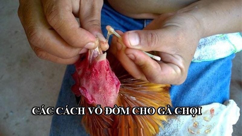 Cách vỗ đờm cho gà chọi dễ thực hiện và hiệu quả nhanh chóng