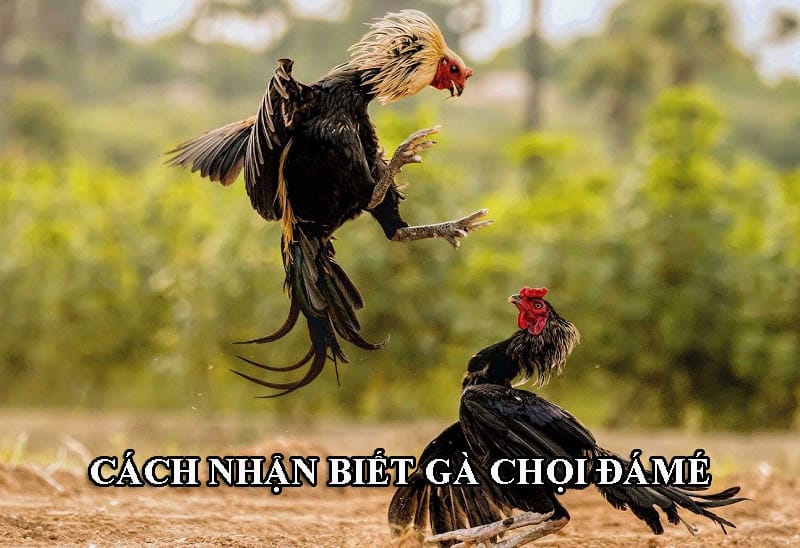 Gà chọi đá mé là gì? Cách nhận biết và các câu hỏi liên quan