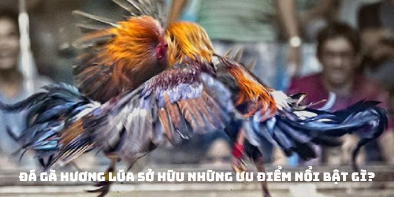 Ưu điểm nổi bật của đá gà Hương Lúa mà bạn nên nằm lòng