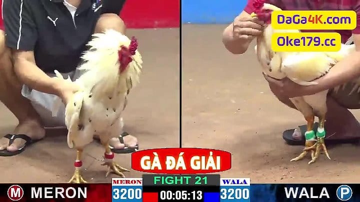 Trận Đá Gà A.Líc Củ Chi vs A.Phước Đồng Tháp Đá Gà Giải Tự Do C2 thomo 31/5/2024