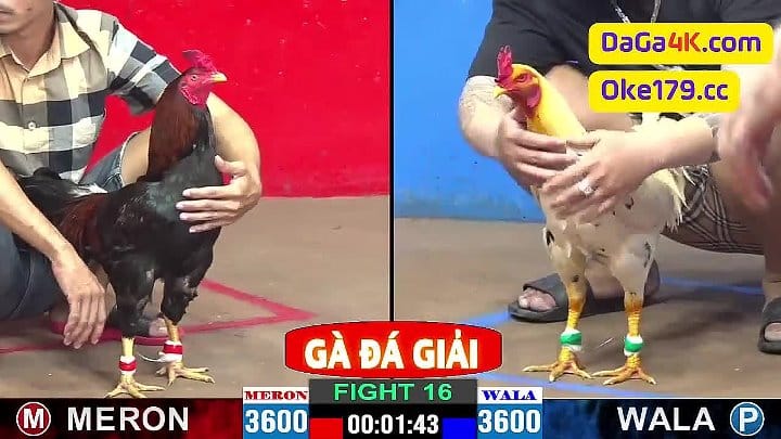 Gà Đá Giải Trận #16 Cpc2, Quá Hấp Dẫn 