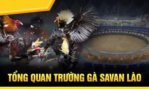 Trường đá gà trực tiếp Savan - Thiên đường dành cho chiến kê