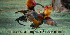 Giải đáp các thuật ngữ trong đá gà phổ biến nhất