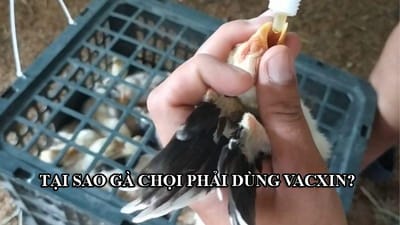 Vacxin 5 bệnh cho gà mọi sư kê cần biết và biết cách sử dụng