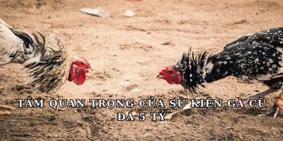 Gà cú đá 5 tỷ - Sự kiện vang dội cho bộ môn đá gà