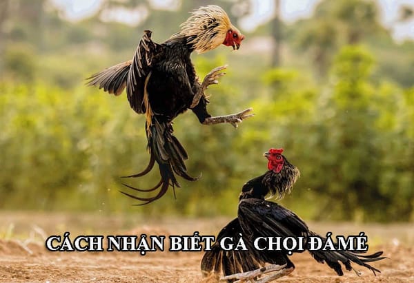 Gà chọi đá mé là gì? Cách nhận biết và các câu hỏi liên quan