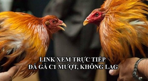 Trực tiếp đá gà C1 - Những trận đấu chuyên nghiệp đáng xem