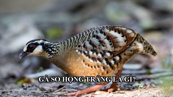 Gà so họng trắng là gà gì? Đặc điểm và dấu hiệu nhận biết