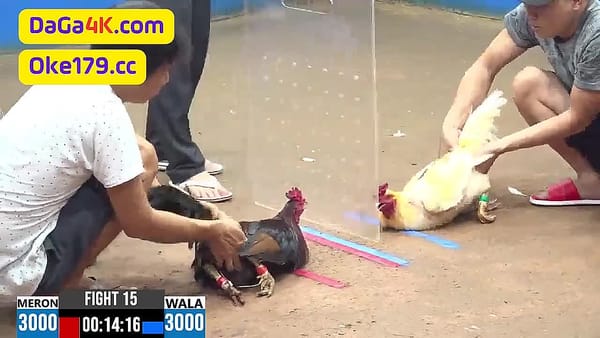 Đầy đủ 44 video đá gà trực tiếp mới nhất C3 ngày 23/4/2024