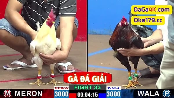 Trận 33 Casino 999 vs A Huy SV368  Đá Gà Giải Tự Do C2 Ngày 31/5/2024